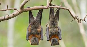 Qual é o risco do morcego transmitir doenças infecciosas? Pesquisa em SP busca respostas