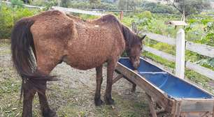 Cavalo é abandonado por carroceiro em estado grave, é adotado por família e sobrevive