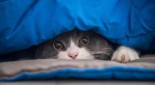 Seu gato vive se escondendo? Entenda os motivos por trás disso