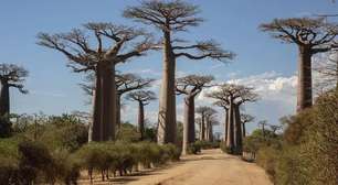 Cientistas revelam mistério por trás dos antiquíssimos baobás, as árvores da vida