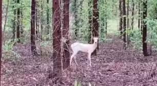 Espécie raríssima de veado é vista em floresta do Mato Grosso do Sul