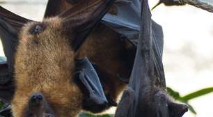 Biólogos investigam quais vírus de morcegos infectam humanos