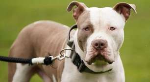 O cão que foi banido do Reino Unido após uma série de ataques fatais