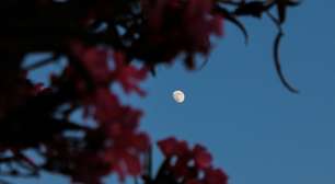 Lua das Flores: o significado e as previsões da Lua Cheia desta quinta-feira