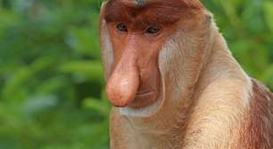 Pesquisa mostra por que macaco-narigudo se tornou animal "mais feio do mundo"