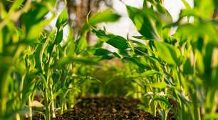 Tem como plantar milho em casa?
