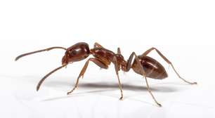 Formigas se tornam mais espertas com cafeína, revela pesquisa