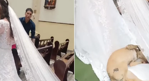 Cachorro caramelo invade casamento em igreja, deita e rola no vestido da noiva; veja vídeo