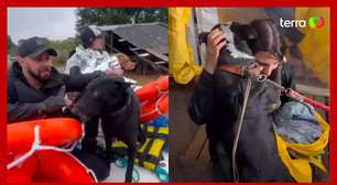 Voluntária mostra resgate de animais no RS e relata sofrimento: 'Comeu plástico'