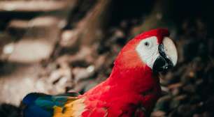 Costa Rica fecha último zoológico estatal do país