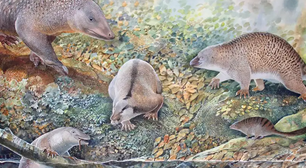 Fósseis encontrados na Austrália revelam três novas espécies de mamíferos que põem ovos