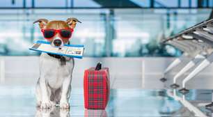 Novidade: cachorros já podem viajar de avião com seus tutores