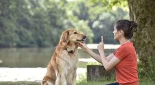 6 comandos básicos para ensinar ao seu cachorro