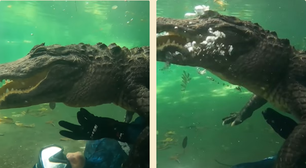 Homem "brinca" com crocodilo e compartilha nas redes sociais; veja vídeo