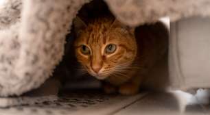 8 razões pelas quais os gatos se escondem