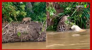 Onça ataca jacaré em rio no Pantanal de MT
