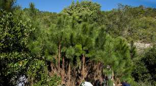 Exterminadores de pinheiros? Quem são os derrubadores de árvores em um parque de Florianópolis