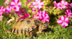 5 espécies de tartarugas e jabutis para ter em casa