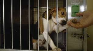Empresa é condenada a pagar R$ 100 milhões por usar cães para testes em laboratório