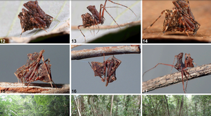 Nova aranha em forma de lança é descoberta na Austrália