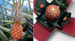 Fruta para rico: conheça o abacaxi que é vendido por mais de R$ 2 mil