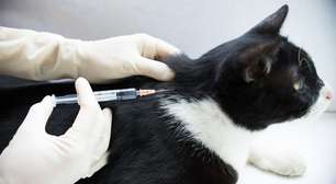 Vacinação dos pets: especialista tira as principais dúvidas