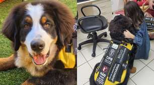 Conheça Bello, o primeiro cão de tribunal do Brasil, e entenda o trabalho do bicho