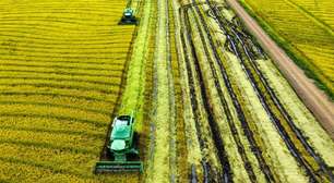 Contra alta de preço, governo compra 263 mil toneladas de arroz importado em leilão