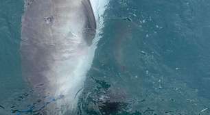 Tubarão-tigre regurgita equidna na frente de cientistas e viraliza