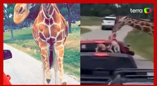 Criança é erguida por girafa durante safári nos Estados Unidos