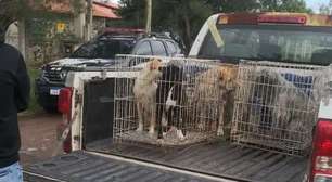 Família retorna para Canoas e deixa seis cães para trás no Litoral Norte