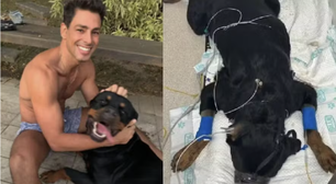 Cachorro de Cauã Reymond morre após envenenamento: 'É uma maldade'