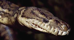 Mulher teria morrido antes de ser devorada por cobra na Indonésia, segundo especialista
