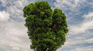 Concurso Árvores Gigantes RS: Erva-mate será destaque na busca pela maior árvore do estado