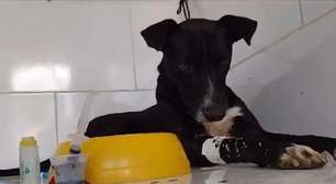 Polícia investiga o envenenamento de 40 cachorros no Rio de Janeiro
