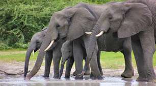 Elefantes usam 'nomes' para chamar companheiros de espécie, segundo pesquisadores