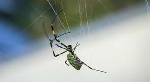 Assustadoras, mas tímidas, aranhas Joro se espalham por jardins e estacionamentos dos EUA