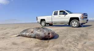 Peixe-lua gigante aparece em praia e pode ser o maior da espécie já encontrado na história