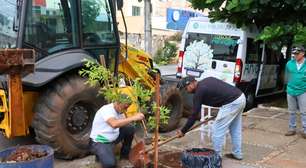 'Delivery de árvore': municípios apostam em iniciativa para aumentar a arborização urbana