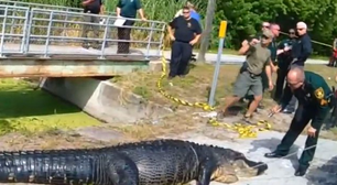 Crocodilo é morto para retirada de restos mortais de sem teto de seu estômago