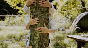 Conheça dez motivos para você abraçar uma árvore hoje