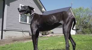 Cachorro mais alto do mundo é reconhecido pelo 'Guinness'; veja altura e imagens