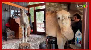 Camelo resgatado de fazenda leiteira 'invade' casa do tutor; veja vídeo