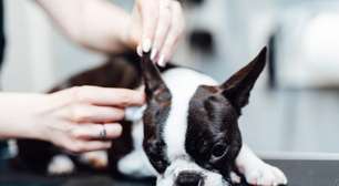 7 dicas para limpar as orelhas do cachorro