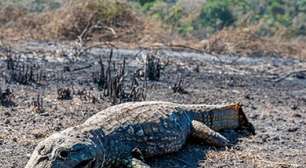 Por que Pantanal pode viver pior temporada de fogo em 2024