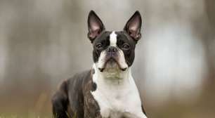 4 características do cachorro da raça boston terrier