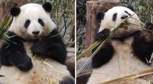 China bane 12 turistas após mau comportamento em centro de criação de pandas