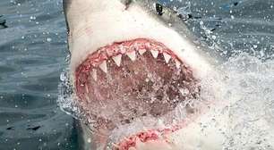 Os reais motivos por que tubarões atacam humanos