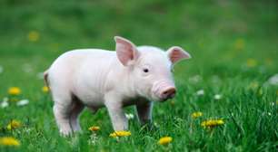 7 coisas que você precisa saber antes de adotar um mini porco