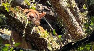 VÍDEO: Presença de Onça-Parda surpreende grupo de caçadores no norte gaúcho